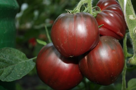 Šokolādes sirds (tomātu sēklas)